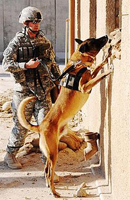 Survey of Handlers of 158 Police Dogs in New Zealand: Functional Assessment and Canine Orthopedic Index